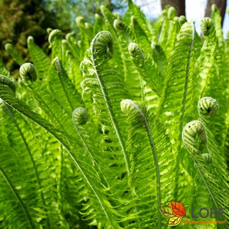 Matteuccia struthiopteris C5 - afbeelding 7