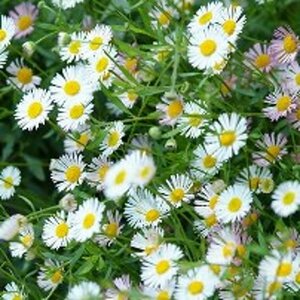 Erigeron karvinskianus C2 - afbeelding 3