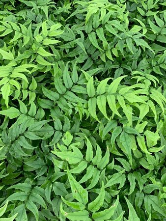 Cyrtomium fortunei P9 - afbeelding 2