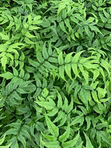 Cyrtomium fortunei P9 - afbeelding 2