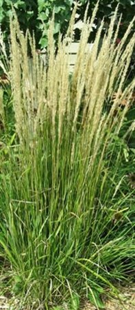 Calamagrostis acutiflora 'Karl Foerster' C7.5 - afbeelding 13