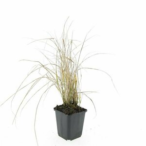 Calamagrostis acutiflora 'Karl Foerster' C7.5 - afbeelding 3