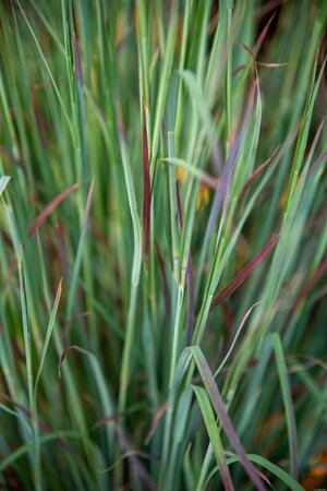 Schizachyrium scoparium 'Standing Ovation' C5 - afbeelding 1