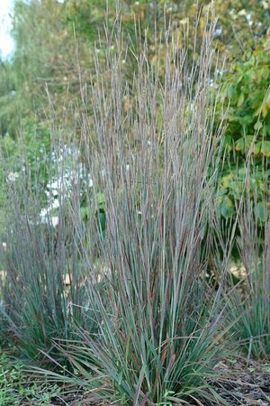 Schizachyrium scoparium 'Standing Ovation' C5 - afbeelding 2