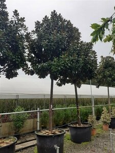 Magnolia grandiflora 'Goliath' 150/175 C. - afbeelding 3