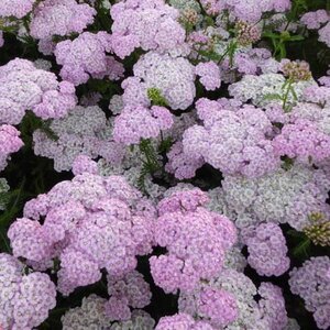 Achillea millefolium 'Apfelblüte' P9 BIO - afbeelding 1