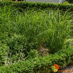 Miscanthus sinensis 'Gracillimus' C10 - afbeelding 2