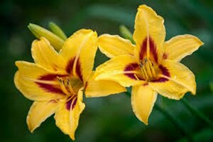 Hemerocallis 'Bonanza' P9 - afbeelding 3