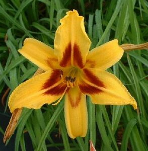 Hemerocallis 'Bonanza' P9 - afbeelding 4