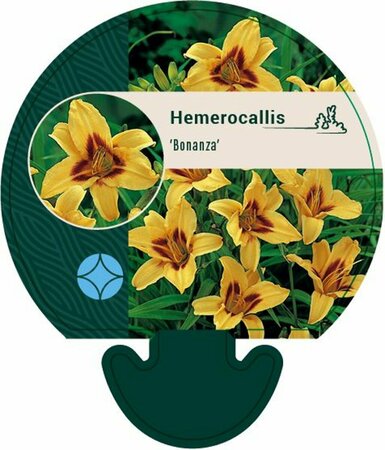 Hemerocallis 'Bonanza' P9 - afbeelding 6