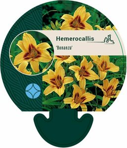 Hemerocallis 'Bonanza' P9 - afbeelding 6