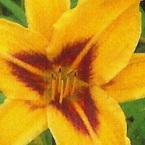 Hemerocallis 'Bonanza' P9 - afbeelding 5