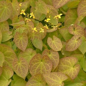 Epimedium pinnatum colchicum P9 - afbeelding 2