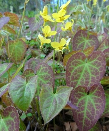 Epimedium pinnatum colchicum P9 - afbeelding 3