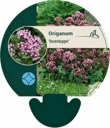 Origanum 'Rosenkuppel' P9 - afbeelding 4