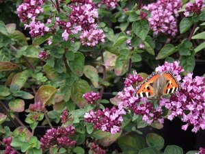 Origanum 'Rosenkuppel' P9 - afbeelding 2