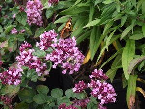 Origanum 'Rosenkuppel' P9 - afbeelding 3