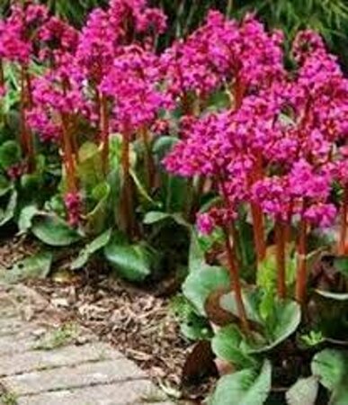Bergenia cordifolia 'Rotblum' P9 - afbeelding 2