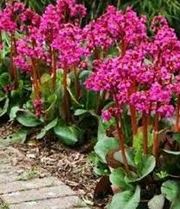 Bergenia cordifolia 'Rotblum' P9 - afbeelding 2