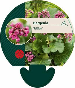 Bergenia cordifolia 'Rotblum' P9 - afbeelding 3