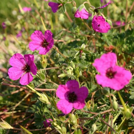 Geranium cinereum 'Giuseppii' P9 - afbeelding 1
