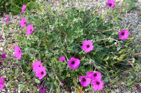 Geranium cinereum 'Giuseppii' P9 - afbeelding 2