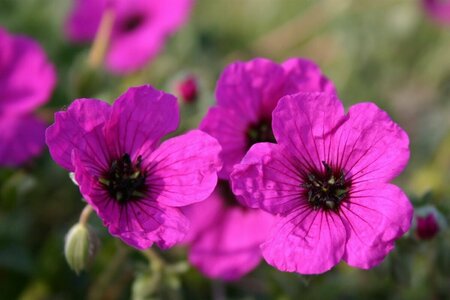 Geranium cinereum 'Giuseppii' P9 - afbeelding 3