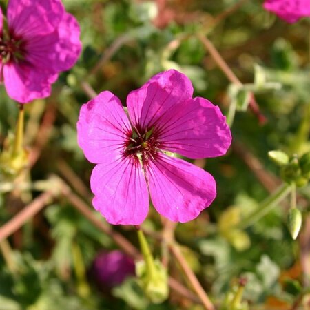 Geranium cinereum 'Giuseppii' P9 - afbeelding 4