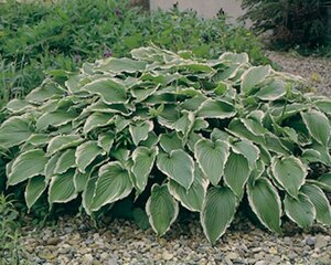 Hosta undulata 'Albomarginata' P9 - afbeelding 2