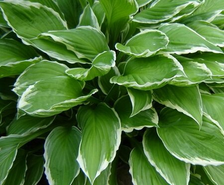 Hosta undulata 'Albomarginata' P9 - afbeelding 3