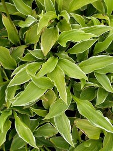 Hosta undulata 'Albomarginata' P9 - afbeelding 1