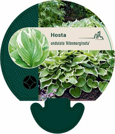 Hosta undulata 'Albomarginata' P9 - afbeelding 7