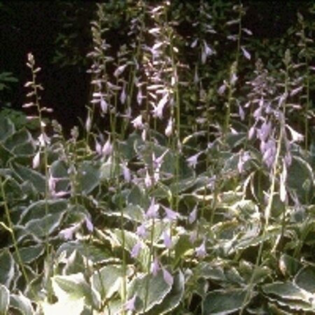 Hosta undulata 'Albomarginata' P9 - afbeelding 4