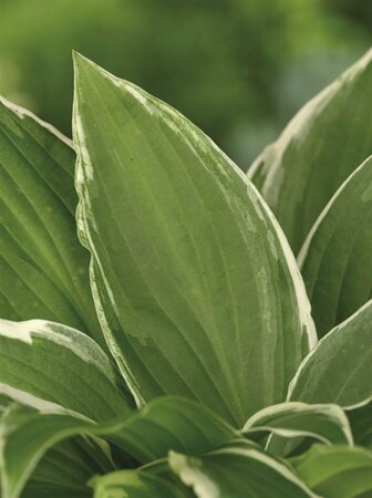 Hosta undulata 'Albomarginata' P9 - afbeelding 5