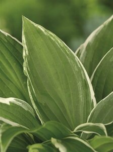 Hosta undulata 'Albomarginata' P9 - afbeelding 5
