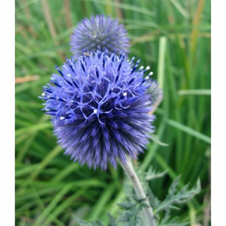 Echinops ritro P9 - afbeelding 2