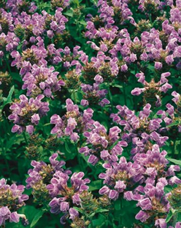 Prunella grandiflora P9 - afbeelding 5