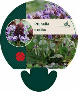 Prunella grandiflora P9 - afbeelding 4
