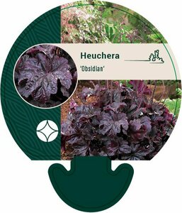 Heuchera 'Obsidian' P9