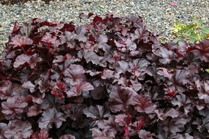 Heuchera 'Obsidian' P9 - afbeelding 2
