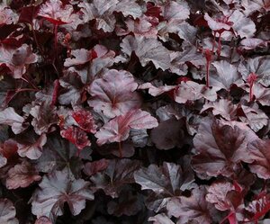 Heuchera 'Obsidian' P9 - afbeelding 4