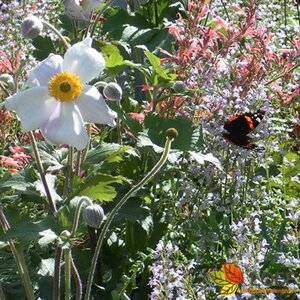 Anemone hybrida 'Honorine Jobert' C2