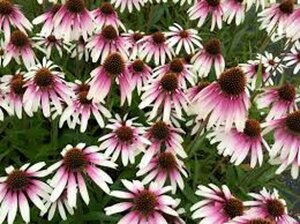 Echinacea purpurea 'Pretty Parasols'  C1.5 - afbeelding 2
