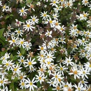 Aster divaricatus 'Beth Chattoo' P9 - afbeelding 1