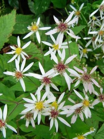 Aster divaricatus 'Beth Chattoo' P9 - afbeelding 2