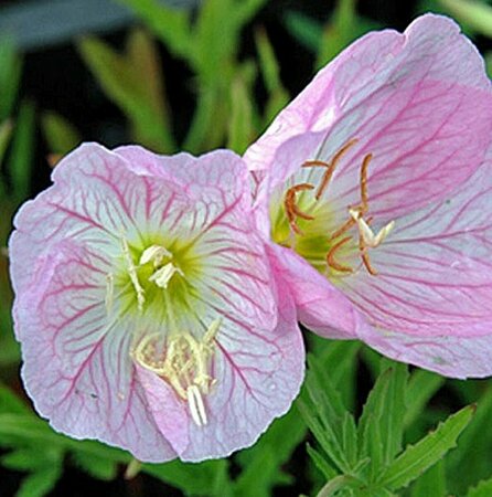 Oenothera speciosa 'Siskiyou' P9 - afbeelding 2