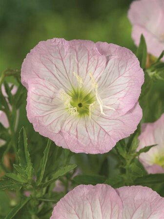 Oenothera speciosa 'Siskiyou' P9 - afbeelding 3