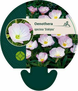 Oenothera speciosa 'Siskiyou' P9 - afbeelding 5