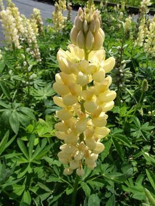 Lupinus 'Chandelier' P9 - afbeelding 1