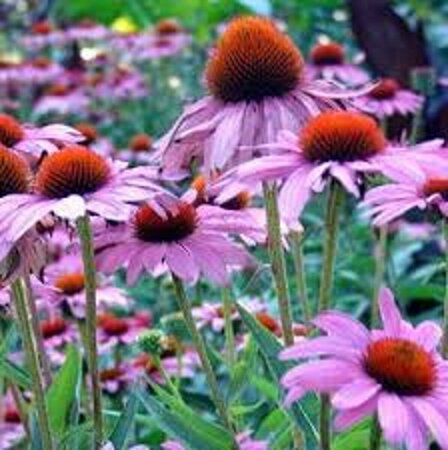 Echinacea purpurea 'Rubinstern' P9 - afbeelding 1